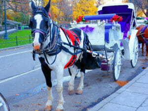 Paseo en coche de caballos por Central Park