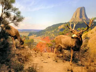 The American Museum of Natural History en Nueva York - Diorama Wildlife
