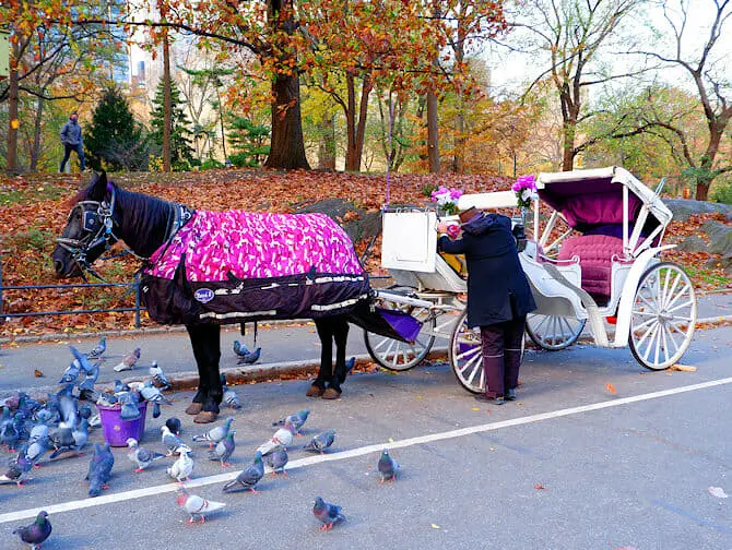 Paseo en coche de caballos por Central Park - guía