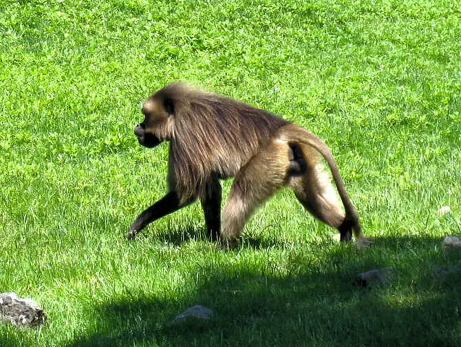 Bronx Zoo en NYC - mono
