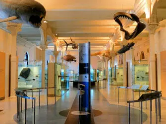 The American Museum of Natural History en Nueva York - Tour exclusivo