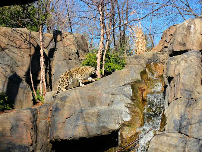 Tickets para el Central Park Zoo - Leopardo de las nieves