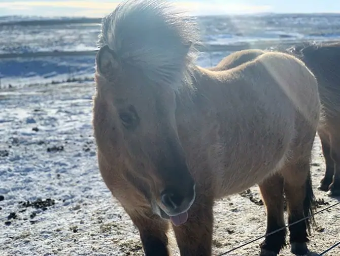 Escala en Islandia de camino a Nueva York Islandpferd