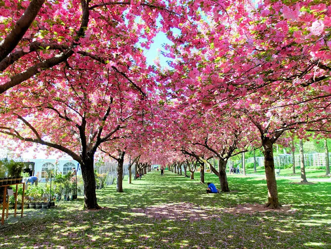 Jardines bot&aacute;nicos en Nueva York - Cerezo en flor