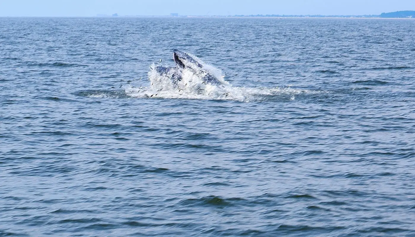 Avistamiento de ballenas en Nueva York pez