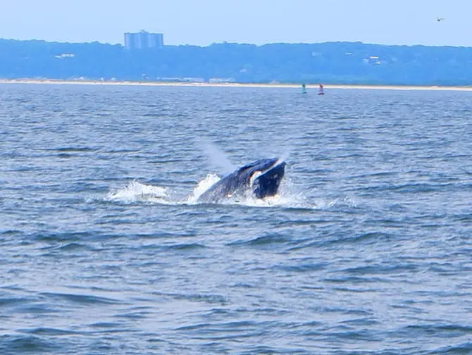 Avistamiento de ballenas en Nueva York