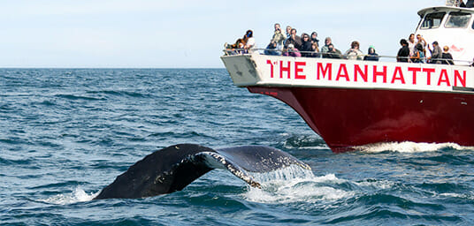 Avistamiento de ballenas