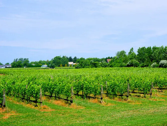 Excursión de un día a los Hamptons Vino