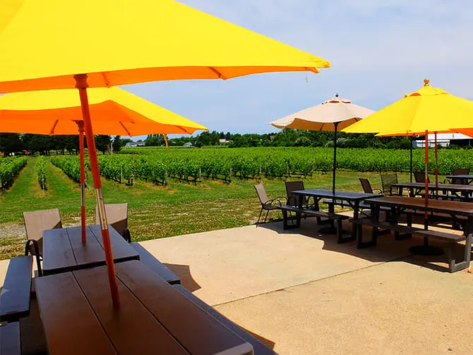 Excursión a viñedos con cata de vinos desde Nueva York - Viñedos