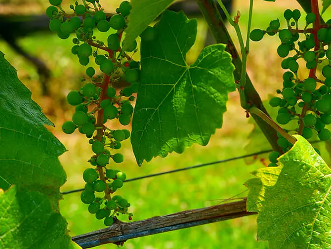 Excursión a viñedos con cata de vinos desde Nueva York