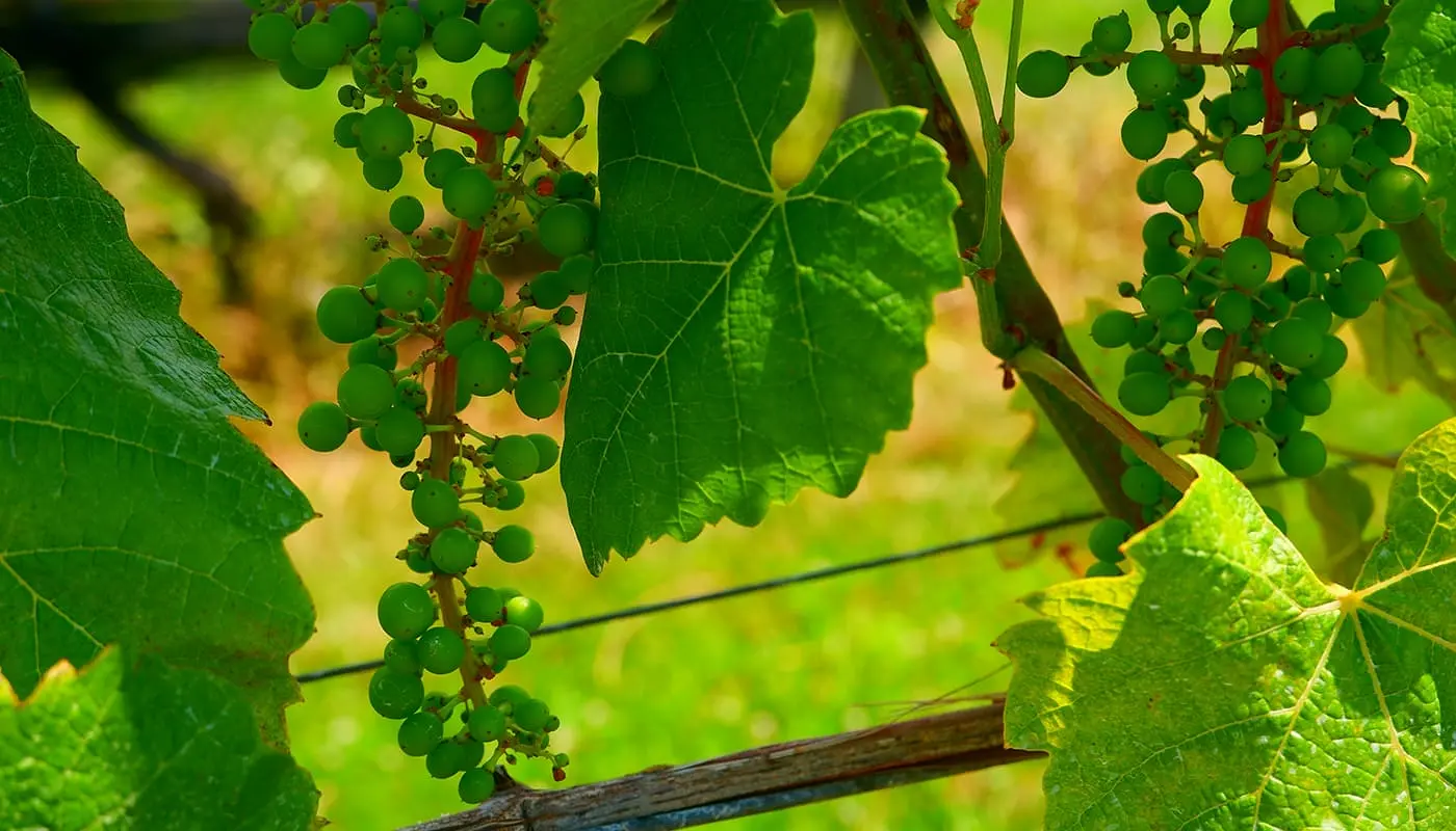 Qué ver y hacer en los Hamptons - Vinedos